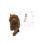 愛犬 ことちゃん（個別スタンプ：3）