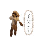愛犬 ことちゃん（個別スタンプ：5）
