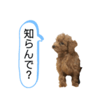 愛犬 ことちゃん（個別スタンプ：6）