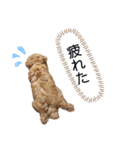 愛犬 ことちゃん（個別スタンプ：7）