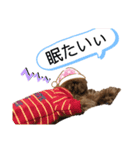 愛犬 ことちゃん（個別スタンプ：8）
