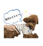 愛犬 ことちゃん（個別スタンプ：9）