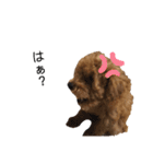 愛犬 ことちゃん（個別スタンプ：13）
