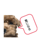 愛犬 ことちゃん（個別スタンプ：15）