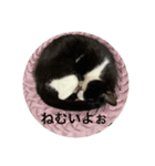 こたまるスタンプ①（個別スタンプ：6）