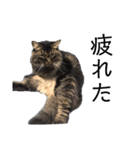 猫のムタオ2（個別スタンプ：2）