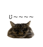 猫のムタオ2（個別スタンプ：3）