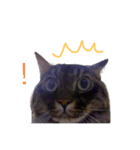 猫のムタオ2（個別スタンプ：6）