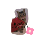 ネコたちのとの憩いの時間（個別スタンプ：1）