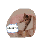 ネコたちのとの憩いの時間（個別スタンプ：3）