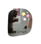 ネコたちのとの憩いの時間（個別スタンプ：11）