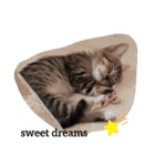 ネコたちのとの憩いの時間（個別スタンプ：33）