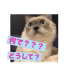 ぼやき猫達（個別スタンプ：1）