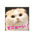 ぼやき猫達（個別スタンプ：2）