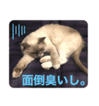 ぼやき猫達（個別スタンプ：3）