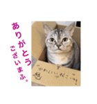 ぼやき猫達（個別スタンプ：4）