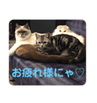 ぼやき猫達（個別スタンプ：5）