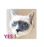 ぼやき猫達（個別スタンプ：6）
