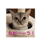 ぼやき猫達（個別スタンプ：7）