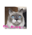 ぼやき猫達（個別スタンプ：8）