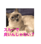 ぼやき猫達（個別スタンプ：9）
