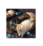 ぼやき猫達（個別スタンプ：10）