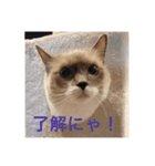ぼやき猫達（個別スタンプ：11）
