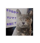 ぼやき猫達（個別スタンプ：12）