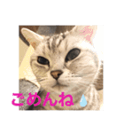 ぼやき猫達（個別スタンプ：13）