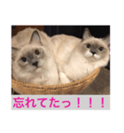 ぼやき猫達（個別スタンプ：14）