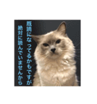 ぼやき猫達（個別スタンプ：16）