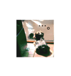 ころころコロちゃん2（個別スタンプ：10）