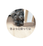 ころころコロちゃん2（個別スタンプ：14）