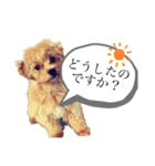 ミルしゃん可愛い（個別スタンプ：5）