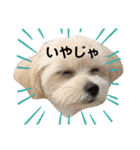 チワプーのとろろちゃん（個別スタンプ：11）