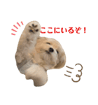 チワプーのとろろちゃん（個別スタンプ：14）