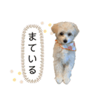 チワプーのとろろちゃん（個別スタンプ：15）