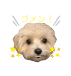 チワプーのとろろちゃん（個別スタンプ：20）