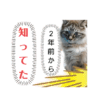 湯浅家のスタンプ5（個別スタンプ：11）
