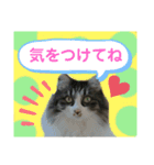 湯浅家のスタンプ5（個別スタンプ：12）