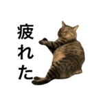 ぬこのごんちゃん～お出かけ編～（個別スタンプ：1）