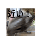 デさん＆ミさん（個別スタンプ：16）