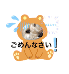 ここまる先生1（個別スタンプ：4）