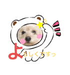 ここまる先生1（個別スタンプ：8）