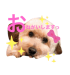 ここまる先生1（個別スタンプ：12）