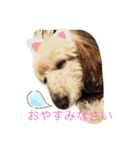 ここまる先生1（個別スタンプ：15）