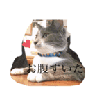はたね家はにぎやか（個別スタンプ：4）