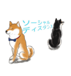 あざとかわいい柴犬こたろうの冬2020（個別スタンプ：1）