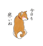 あざとかわいい柴犬こたろうの冬2020（個別スタンプ：7）