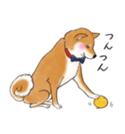 あざとかわいい柴犬こたろうの冬2020（個別スタンプ：29）